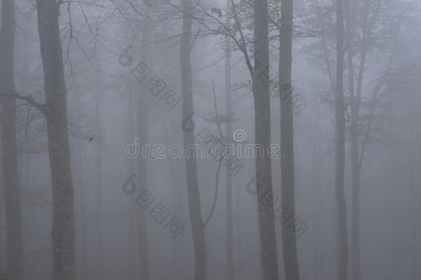 多雾的山毛榉森林