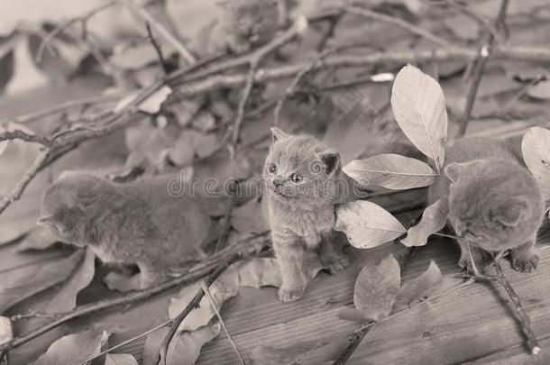 不列颠的短毛猫小猫猫叫声经过树枝