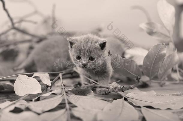 不列颠的短毛猫小猫猫叫声经过树枝