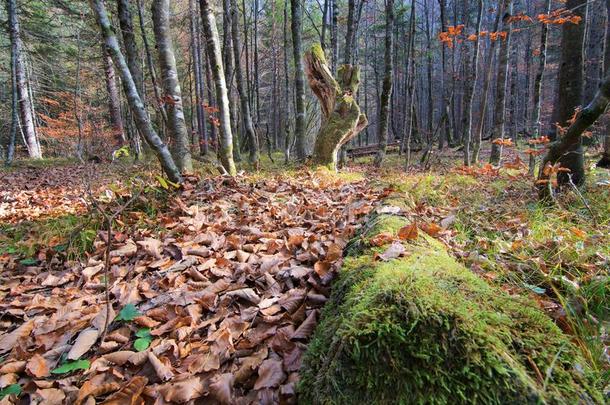 森林童话式的风景优美的风景和原始的森林采用秋