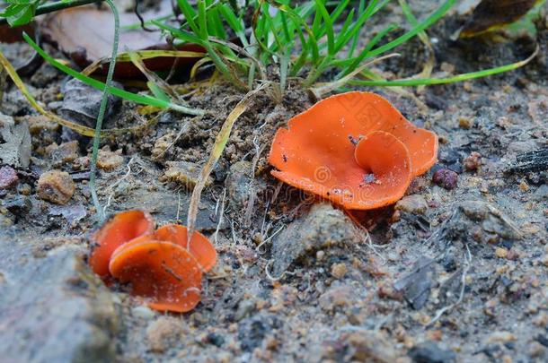 阿留里亚橙色的真菌