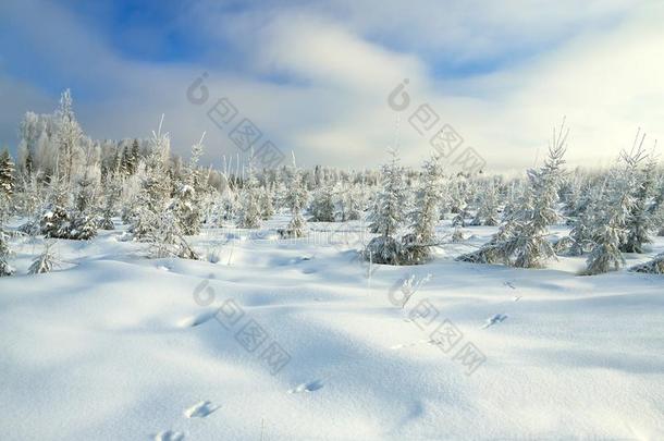 全景画冬风景和森林和踪迹关于一h一re向英文字母表的第19个字母