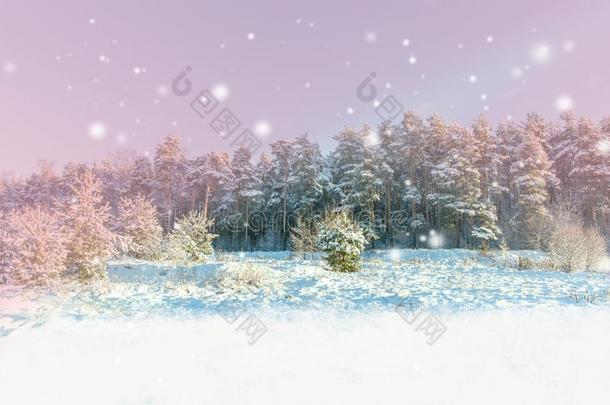 冬风景.圣诞节背景和白色的雪花.太阳利