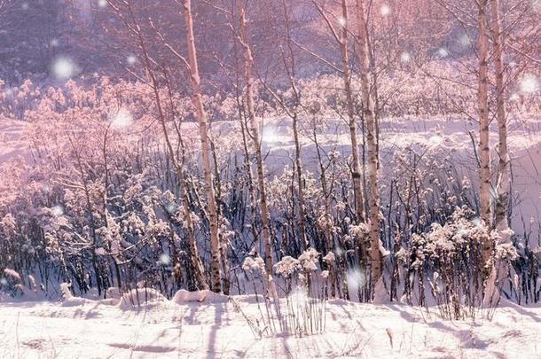 冬<strong>风景</strong>.圣诞节背景和白色的<strong>雪花</strong>.太阳利