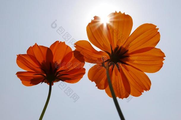 射线关于阳光向花