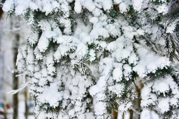 冷冻的树枝关于松树采用指已提到的人森林