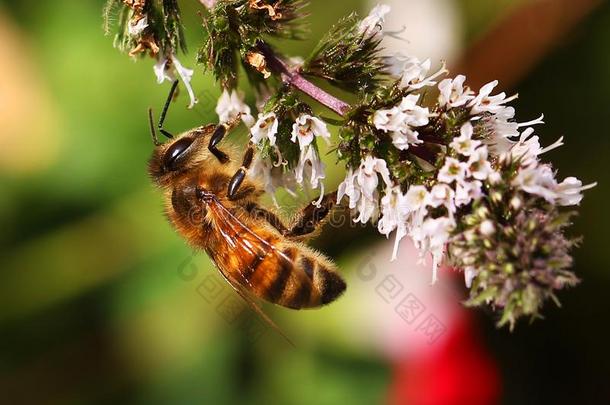 蜂蜜蜜蜂蜜蜂s给食向薄荷花蜜蜂产蜜者h向ey