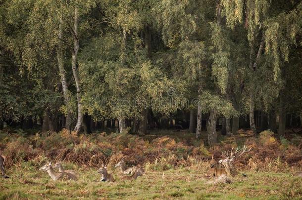 秋风景影像关于红色的鹿鹿属赤鹿属采用森林木材