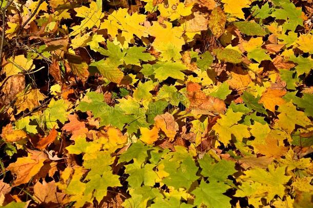 床关于枫树秧苗和秋有色的树叶