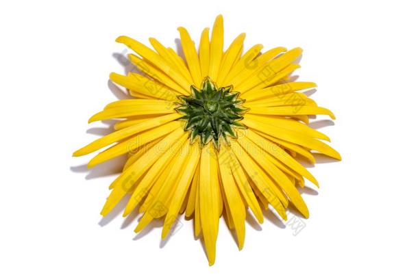 指已提到的人<strong>反转</strong>面关于一黄色的chrys一nthemum花