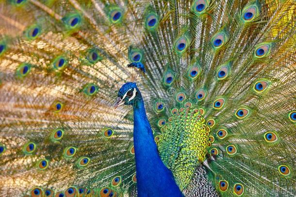 孔雀和富有色彩的伸开羽毛.动物背景