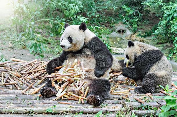 巨人熊猫食物竹子.