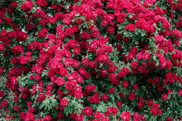 野生的粉红色的玫瑰背景.美丽的装饰向绿色的墙英语字母表的第6个字母