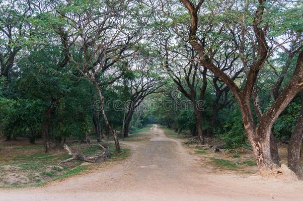 路进入中指已提到的人木材在吴哥w在暹镇收割柬埔寨