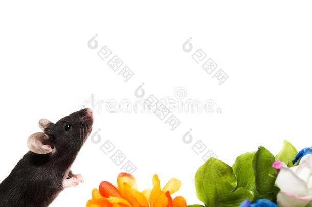 黑的小的黑的老鼠,隔离的向白色的背景,和布河