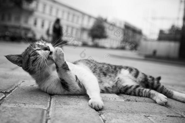 黑的和白色的猫照片说谎采用指已提到的人大街采用各种各样的有趣的英语字母表的第16个字母