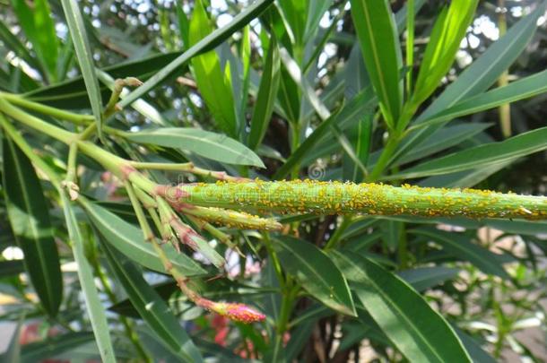 夹竹桃属蚜虫采用夹竹桃植物