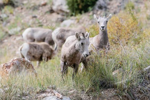 美国科罗拉多州多岩石的山大角羊羊