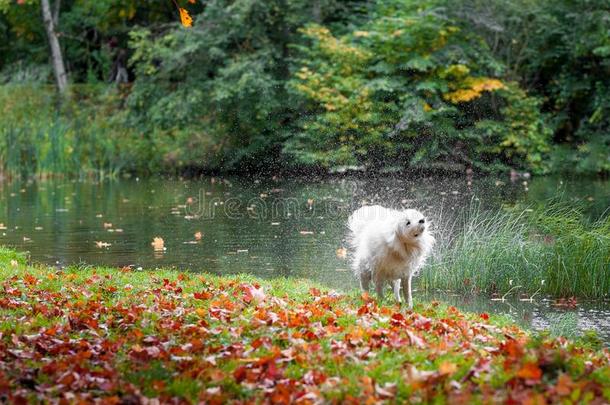 湿的萨莫耶德人狗颤抖身体和水溅起.秋枫树离开