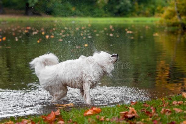 幸福的萨莫耶德人狗颤抖湿的头发.水溅起
