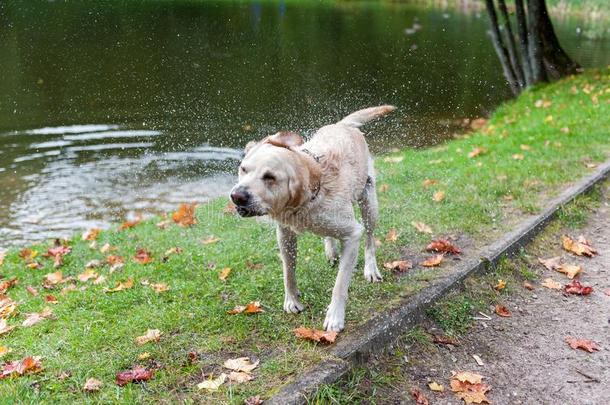 label-dressroutine日常事分类寻猎物犬狗颤抖身体和水溅起.