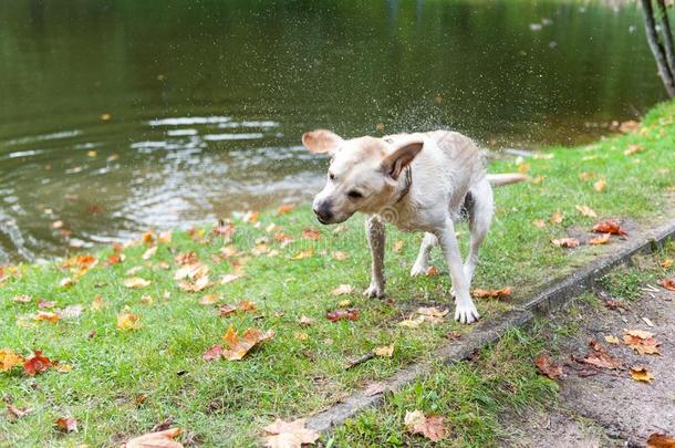 label-dressroutine日常事分类寻猎物犬狗颤抖身体和水溅起.