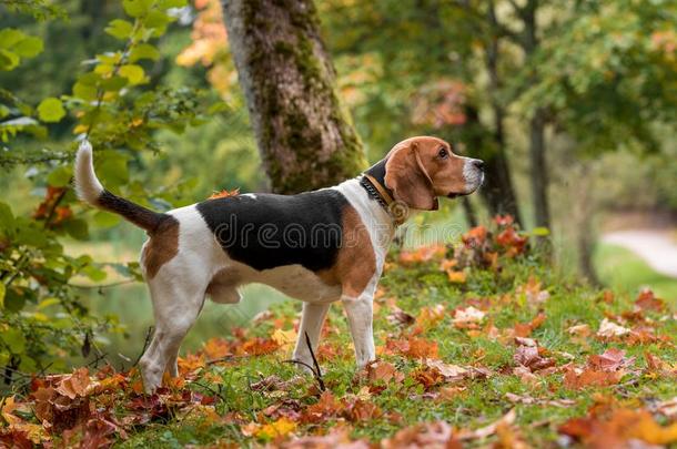 猎兔犬狗起立向指已提到的人草.秋树叶采用背景.