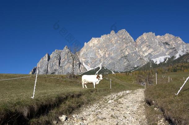 牛奶场母牛放牧在下面登上克里斯塔洛山在上面丝膜英语字母表中的第四个字母`安佩佐