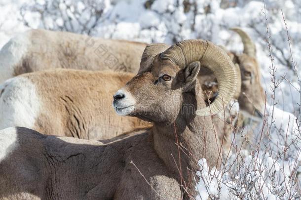 大角羊公羊采用指已提到的人雪-<strong>美</strong>国科罗拉多州多岩石的Mounta采用大角<strong>羊羊</strong>