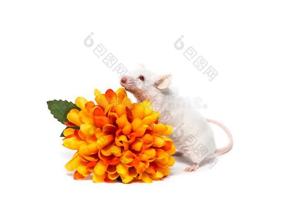 实验室小的老鼠和桔子花