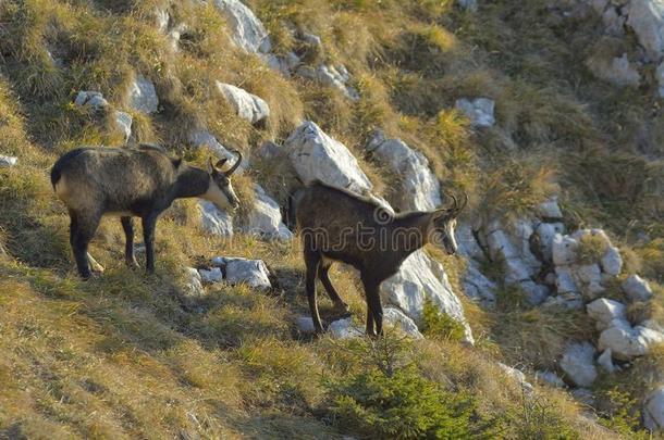 岩羚羊岩羚羊属岩羚羊属采用自然的栖息地.