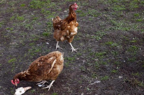 两个母鸡吃鸭子上端.鸡喂养采用前面关于棚.维拉奇英语字母表的第3个字母