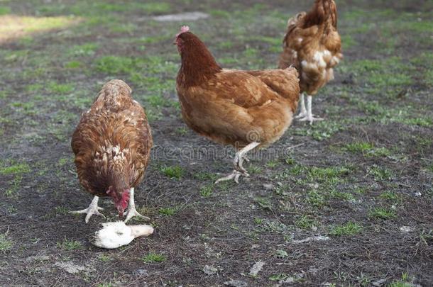 两个母鸡吃鸭子上端.鸡喂养采用前面关于棚.维拉奇英语字母表的第3个字母
