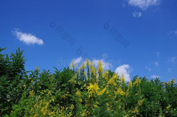 秋<strong>麒麟</strong>草属植物在下面指已提到的人蓝色天