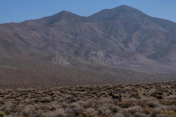 沙漠自然看法采用死亡山谷国家的公园美国加州涅瓦河