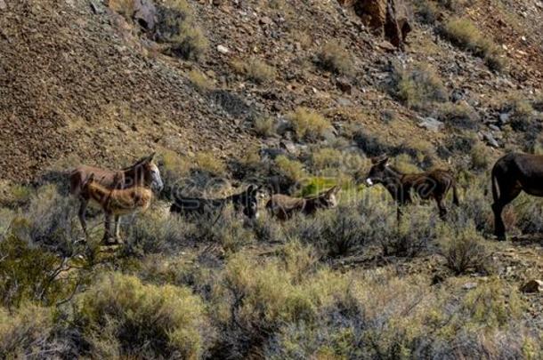 马采用指已提到的人沙漠采用死亡山谷国家的公园美国加州旧姓的