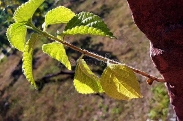 年幼的植物<strong>打斗</strong>为它的生活采用灌水泥的墙.