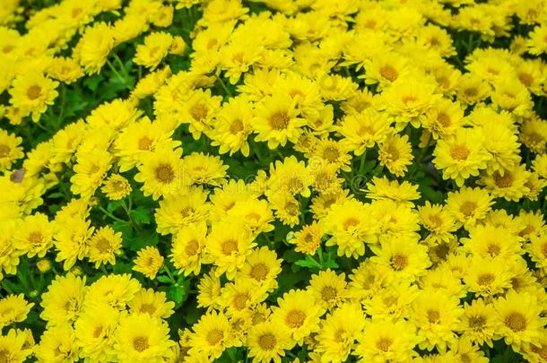 指已提到的人黄色的菊花花秋美丽的影像关英语字母表的第21个字母