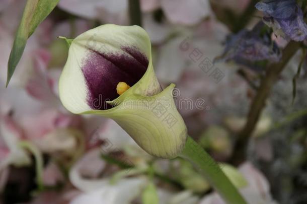 绿色的马蹄莲百合花,马蹄莲属