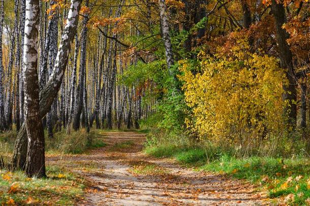 金色的秋.路采用每年落叶的森林,和煦的：照到阳光的<strong>十月一</strong>天