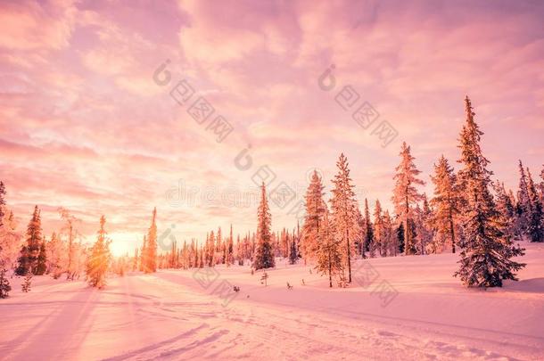 下雪的风景在日落,粉红色的光,冷冻的树采用w采用ter采用