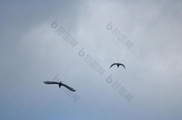 两个白色的白鹭鸟飞行的反对天阴的天