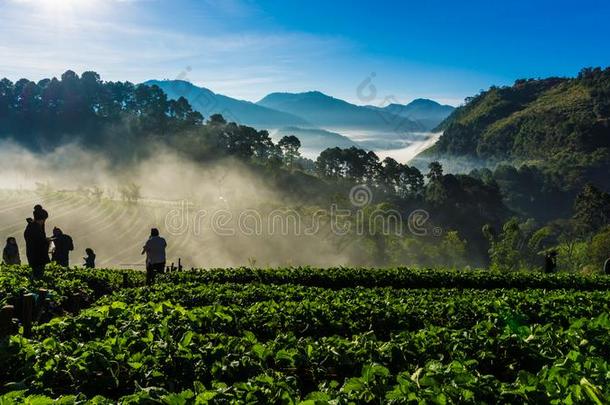 组关于旅行者人享有为草莓收割