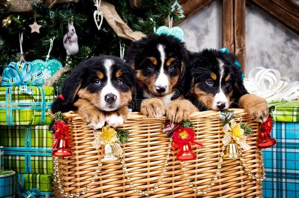 狗产伯尔尼的山小狗,圣诞节和新的年