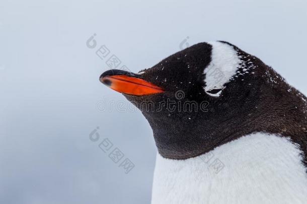 侧面关于巴布亚企鹅企鹅采用暴风雪