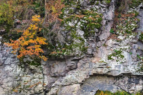 多岩石的<strong>悬崖</strong>和植物采用秋