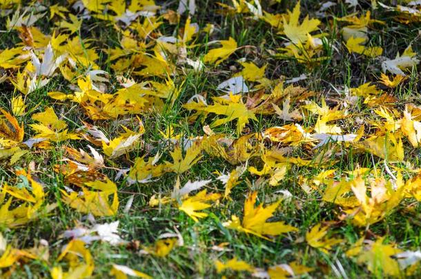 秋树叶向草