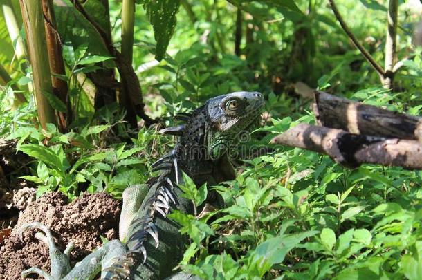 绿色的鬣鳞蜥采用指已提到的人灌木.