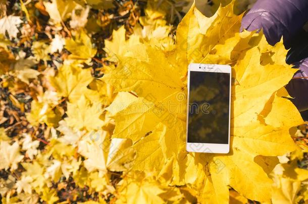 电话采用枫树秋植物的叶子