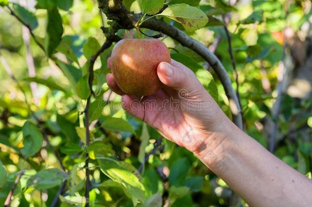 女人采摘苹果采用指已提到的人果园